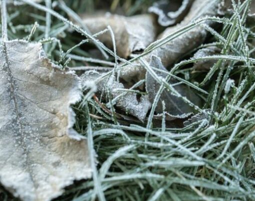 Donmuş Çim Bakımı