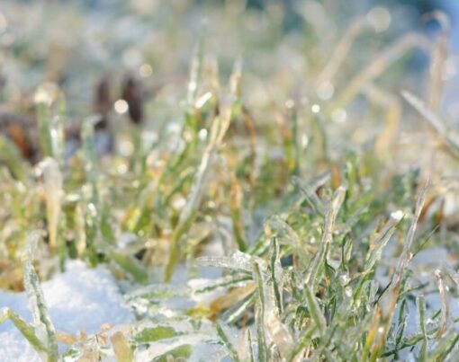 Kışın Çimlerde Karşılaşılan Sorunlar