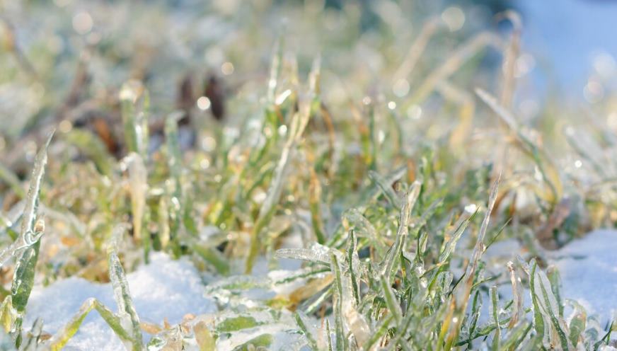 Kışın Çimlerde Karşılaşılan Sorunlar