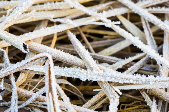 Kışın Donmuş Rulo Çim Bahçesi