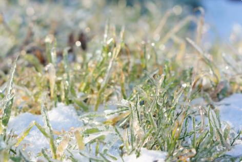 Kışın Rulo Çim Döşenir mi?
