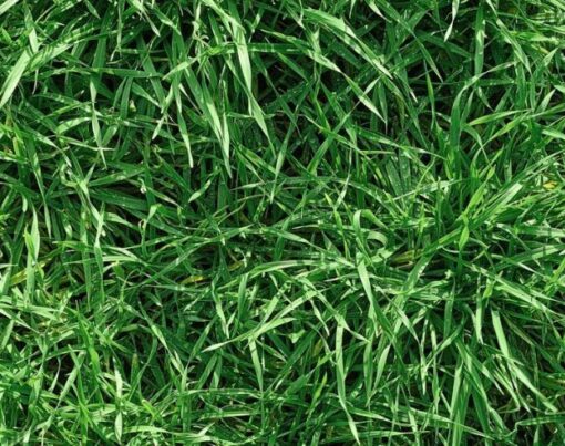 Rulo Çim Serilmeden Önce Toprak Hazırlığı Nasıl Yapılır?