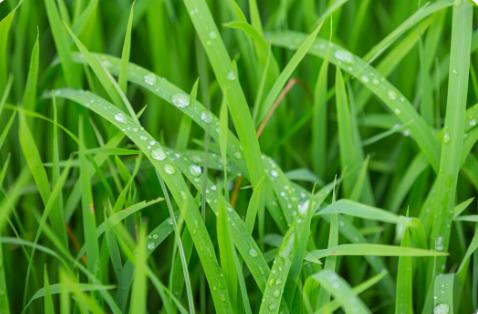 Rulo Çim Seçerken En Sık Göz Ardı Edilen 6 Kriter