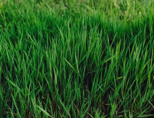 Toprak Sıkışmasını Önlemek İçin Yapmanız Gerekenler
