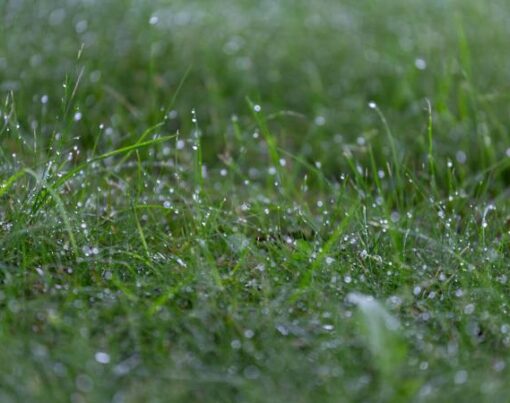 Yeni Döşenmiş Rulo Çim Bakımı