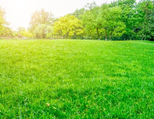 Rulo Çimde Hastalık ve Zararlılarla Mücadele