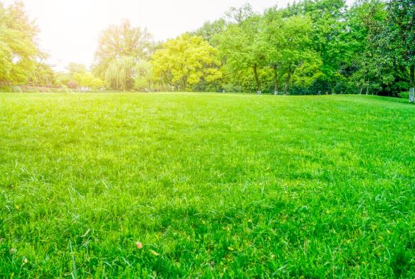 Rulo Çimde Hastalık ve Zararlılarla Mücadele
