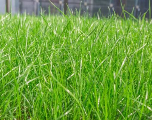 Rulo Çim Nasıl Döşenir?