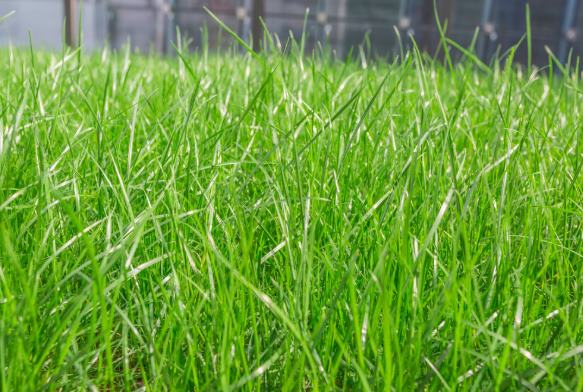 Rulo Çimde Hastalık ve Zararlılarla Mücadele