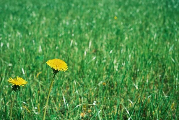 Rulo Çim Bakım Takvimi