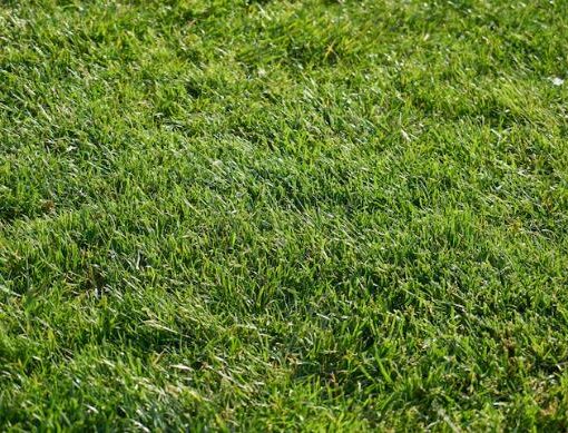 Rulo Çimde Keçeleşme Nedir ve Nasıl Önlenir?