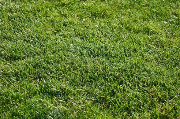 Rulo Çimde Keçeleşme Nedir ve Nasıl Önlenir?