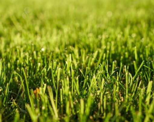 Didim Hazır Rulo Çim