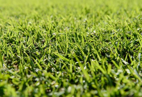 Futbol Sahası Çimi