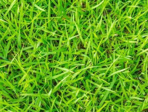 Rulo Çimde Gübre Eksikliği Belirtileri