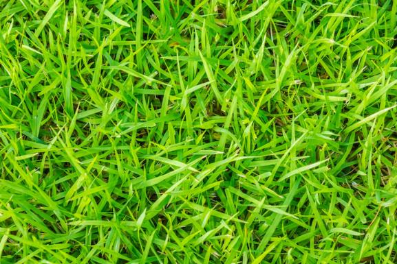 Rulo Çimde Gübre Eksikliği Belirtileri