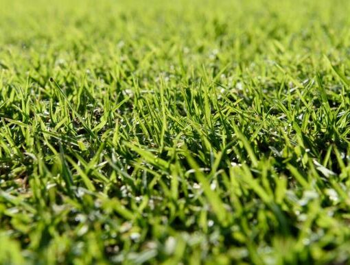 Rulo Çimde Kahverengi Lekeler