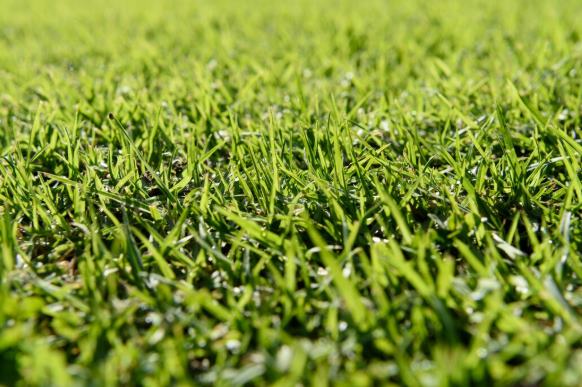 Rulo Çimde Kahverengi Lekeler