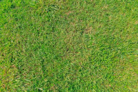 Rulo Çimde Kahverengi Lekeler