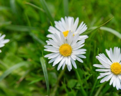Kış Uykusundaki Çimlerin Bakımı