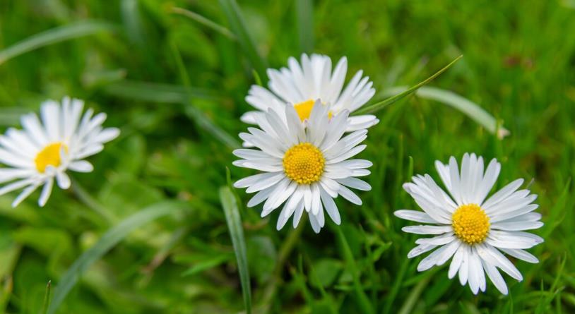 Kış Uykusundaki Çimlerin Bakımı