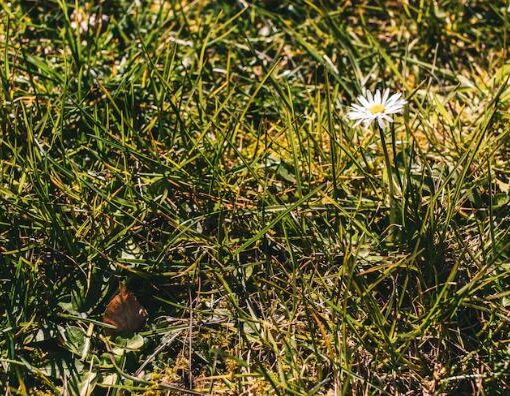 Kışın Sararan Rulo Çimi Hızlıca Yeşillendirme